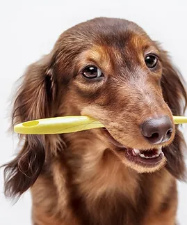 dog-and-toothbrush