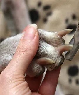 dog-nail-clippers-scaled